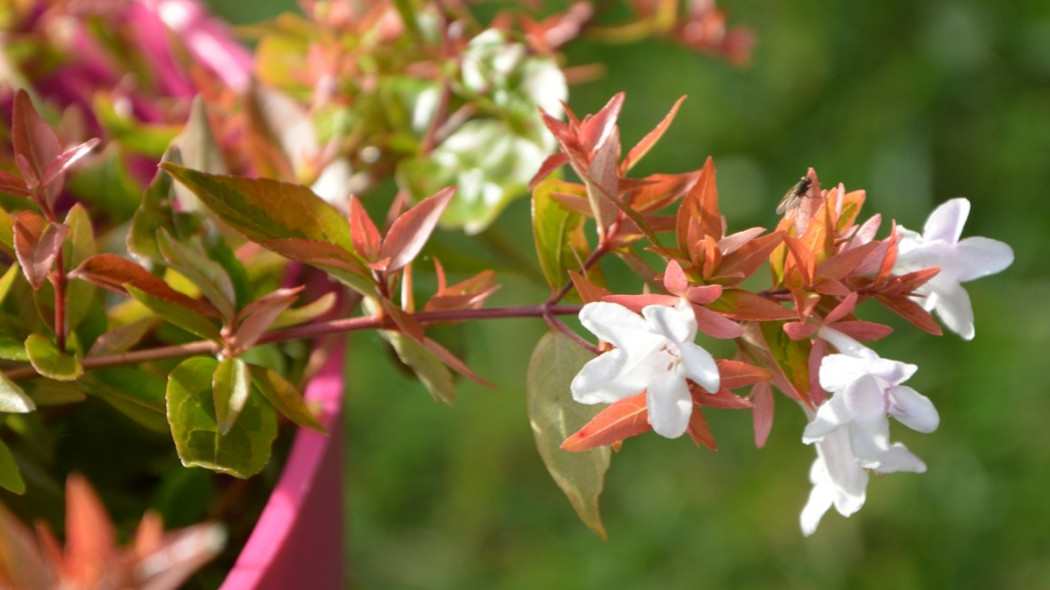 Abelia wielkokwiatowa, fot. JackieLou DL - Pixabay