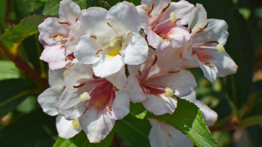 Abelia wielkokwiatowa Linnaea Abelia grandiflora, fot. Jan Haerer - Pixabay