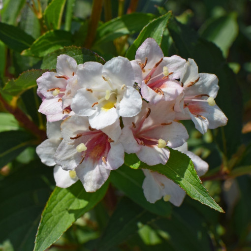 Abelia wielkokwiatowa