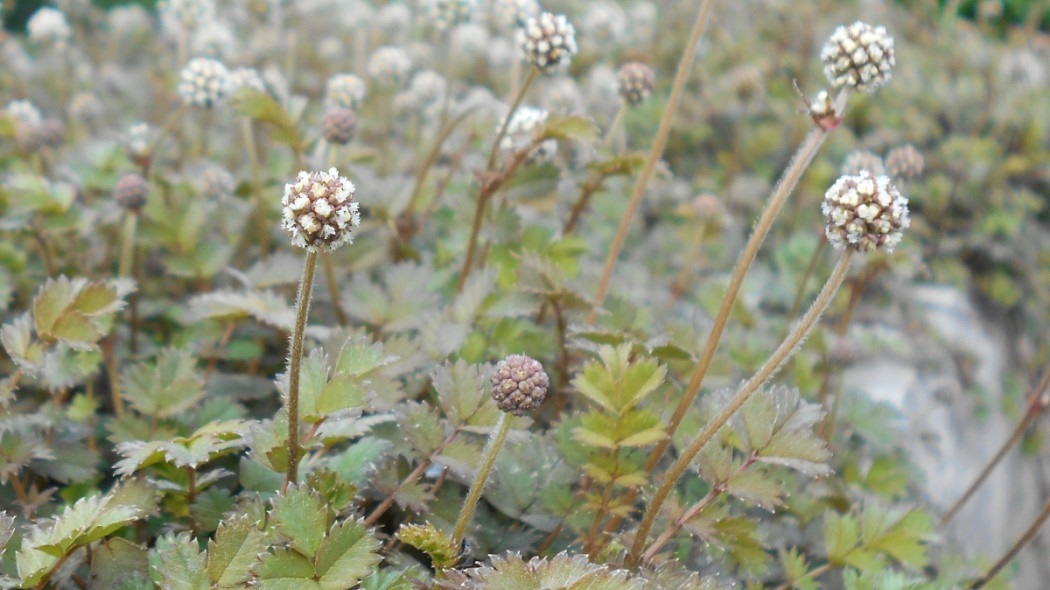 Acena Acaena microphylla, fot. Salicyna (CC BY-SA 4.0) - Wikimedia