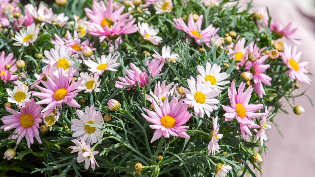 Złocień krzewiasty Argyranthemum frutescens, fot. floradiania.dk