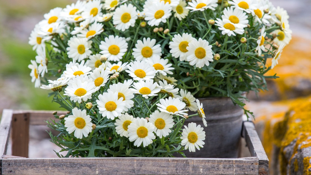 Złocień krzewiasty Argyranthemum frutescens, fot. floradiania.dk