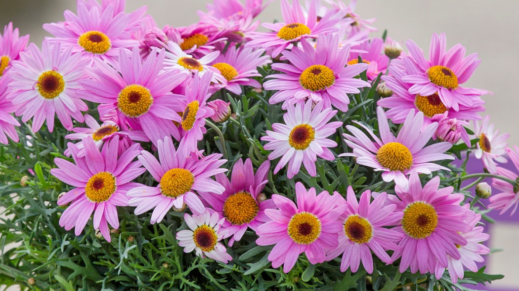 Złocień krzewiasty Argyranthemum frutescens, fot. floradiania.dk