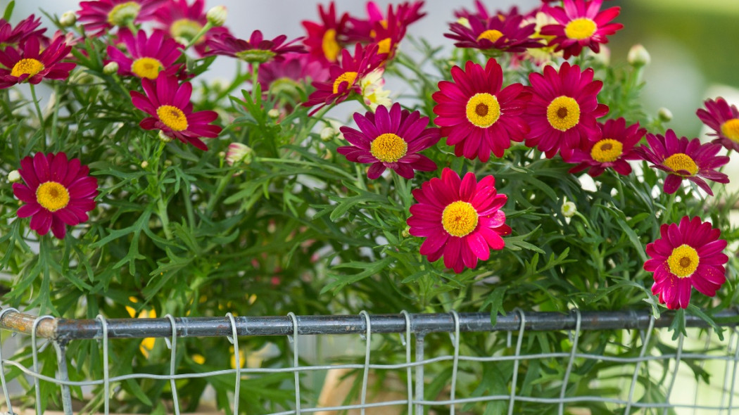 Złocień krzewiasty Argyranthemum frutescens, fot. floradiania.dk