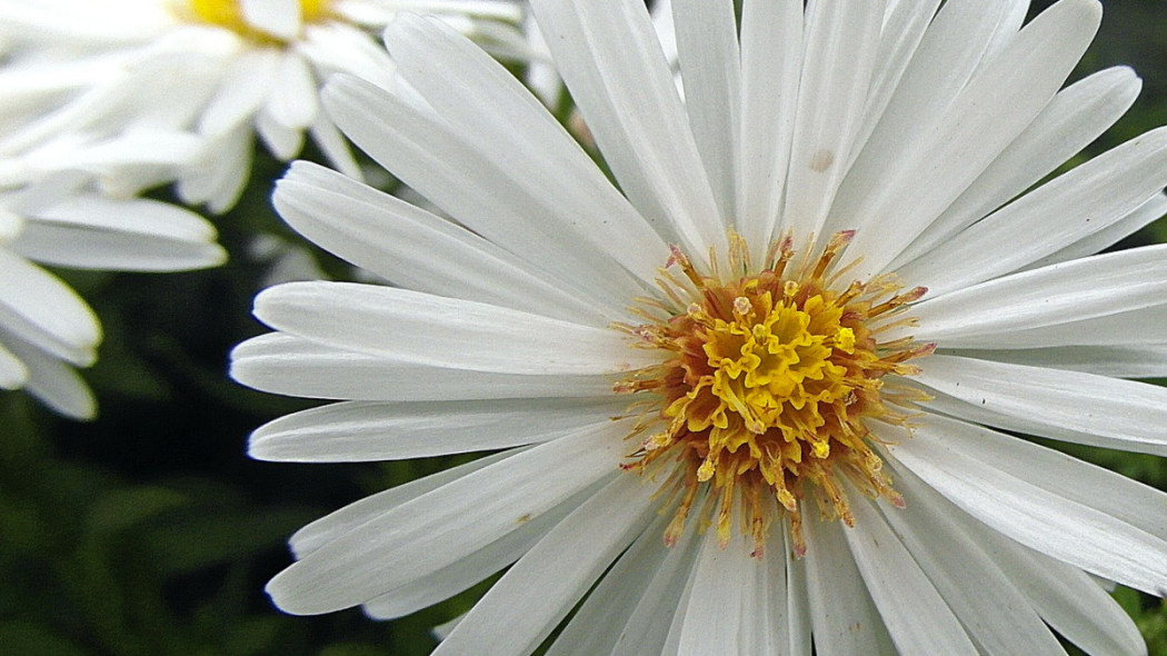 Aster krzaczasty Symphyotrichum dumosum, fot. Nowaja - Pixabay