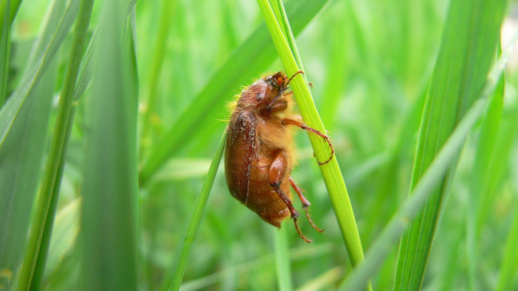 Guniak czerwczyk Amphimallon assimile - mały chrabąszcz