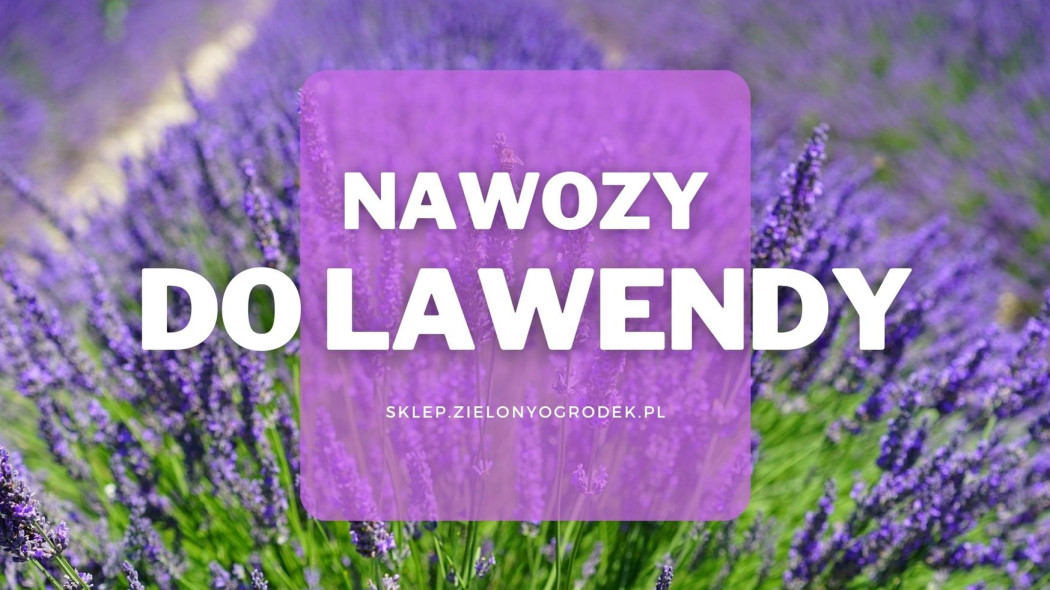 Nawozy do lawendy