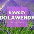 Nawozy do lawendy | Jakie wybrać i gdzie kupić?