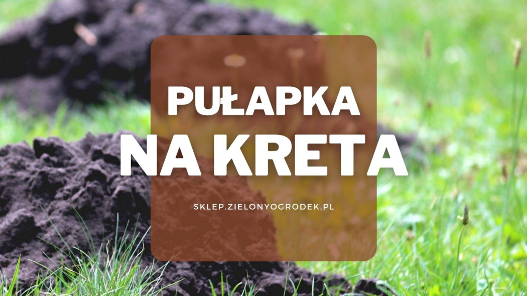pułapka na kreta