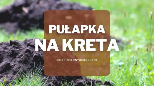 Kretołap – pułapka na kreta | Jaką wybrać i gdzie kupić?