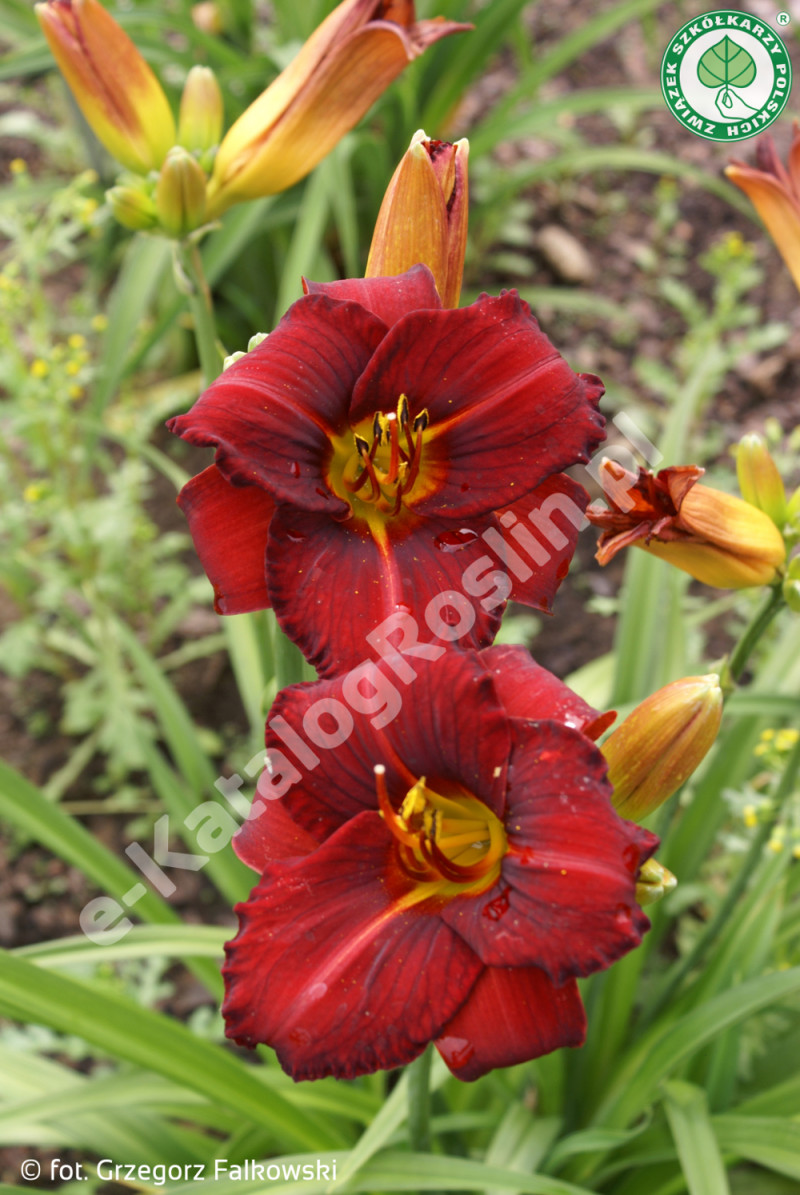 liliowiec Hemerocallis Jan Paweł fot. G. Falkowski