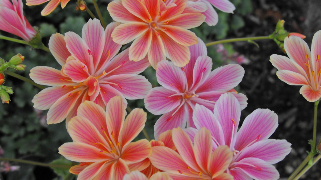 Lewizja liścieniowa Lewisia cotyledon, fot. Stickpen - Wikimedia Commons