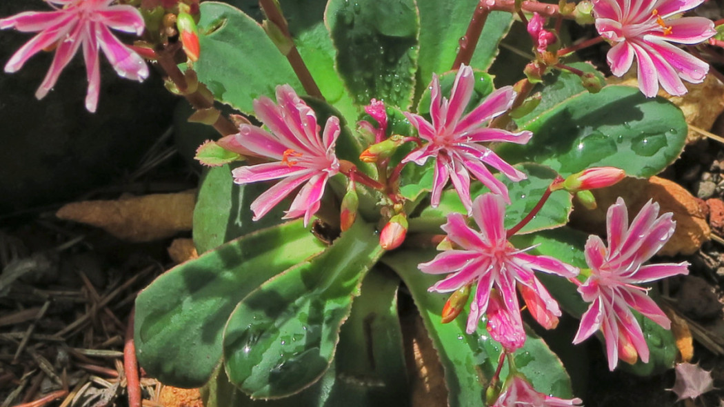 Lewizja liścieniowa Lewisia cotyledon, fot. John Rusk (CC BY 2.0) - Flickr