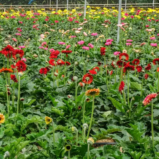Gerbera