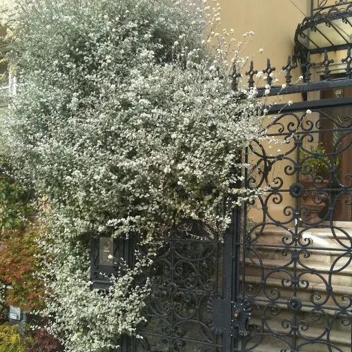 Kocanka włochata
