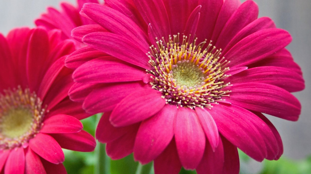 Gerbera w doniczce, fot. Nile - Pixabay