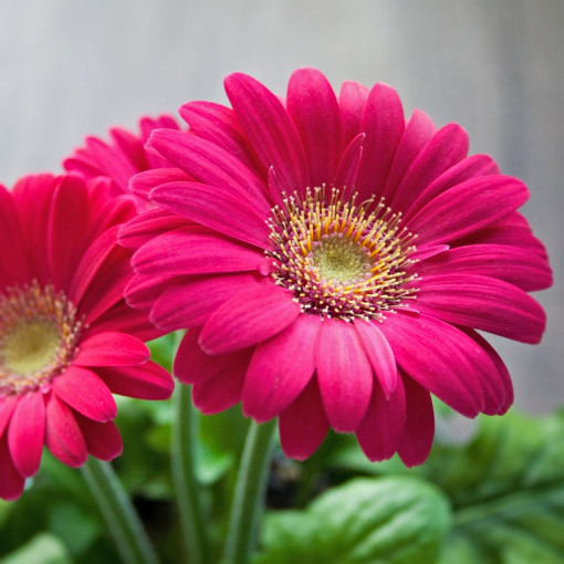 Gerbera