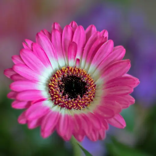 Gerbera miniaturowa