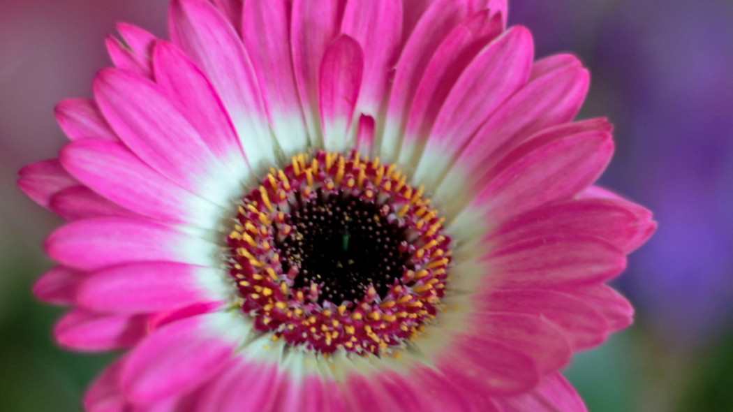 Gerbera miniaturowa, fot. Sonja Kalee - Pixabay