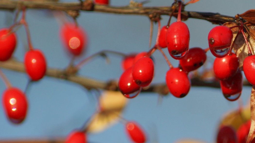 Berberys Thunberga owoce jesienią, fot. SabineRostock - Pixabay