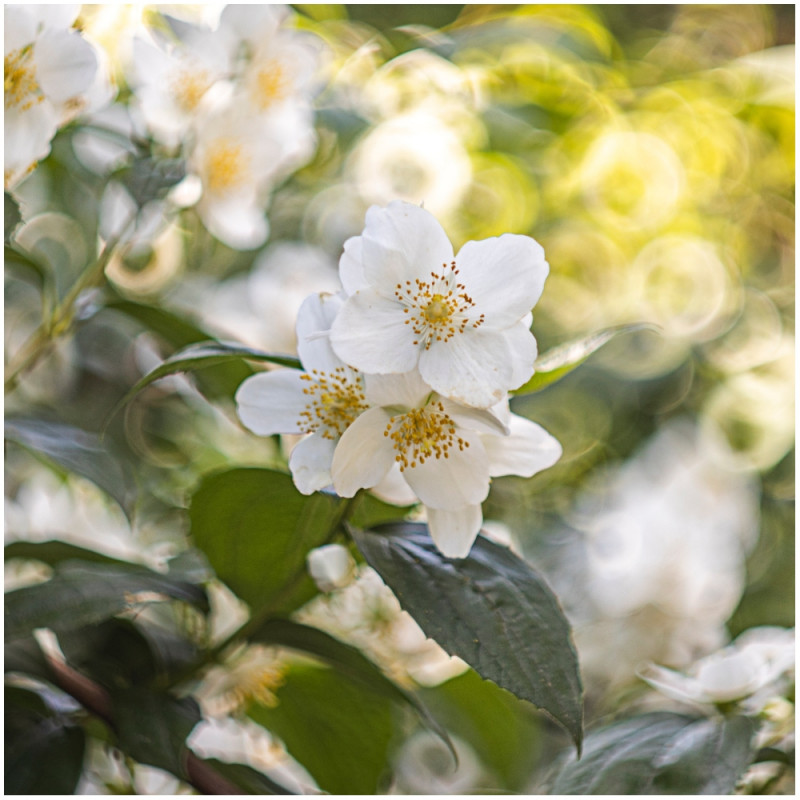 Pachnące okazy - jaśminowiec wonny Philadelphus coronarius