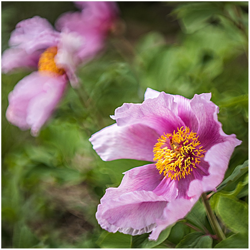 Pachnące okazy - piwonia dahurska Paeonia daurica