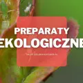 Ekologiczne środki na szkodniki roślin | Jakie wybrać i gdzie kupić?