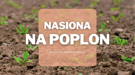 Nasiona na poplon – 10 warzyw, które możesz wysiać latem! | Jakie wybrać i gdzie kupić?