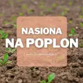 Nasiona na poplon – 10 warzyw, które możesz wysiać latem! | Jakie wybrać i gdzie kupić?