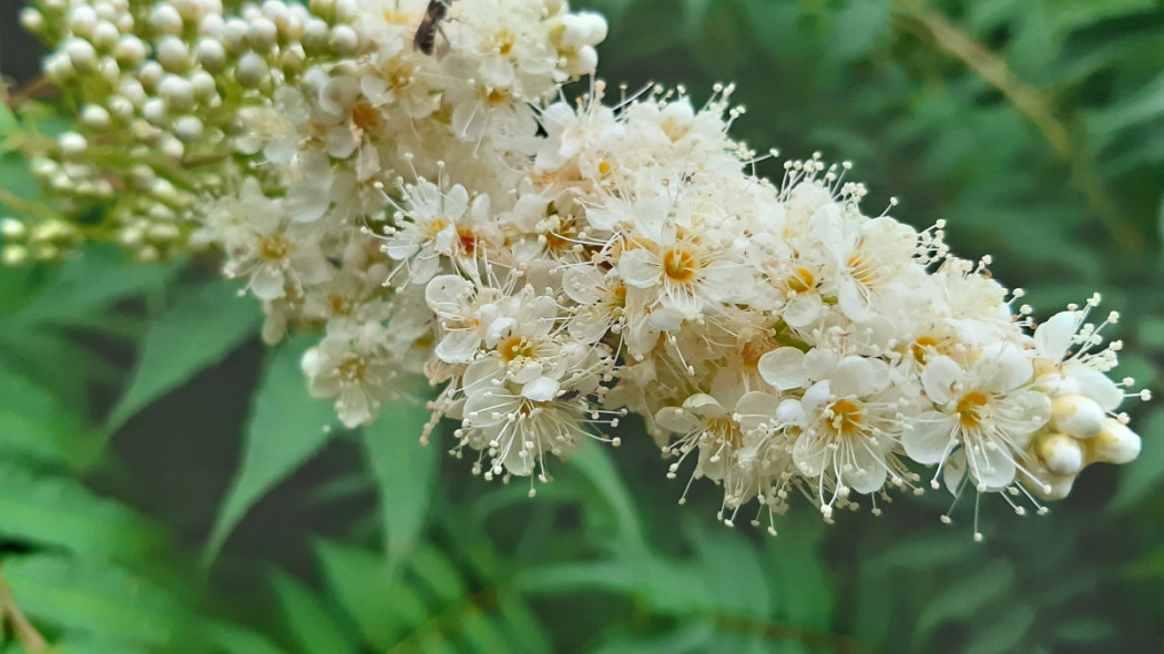 Tawlina jarzębolistna Sorbaria sorbifolia, fot. Małgorzata Wójcik