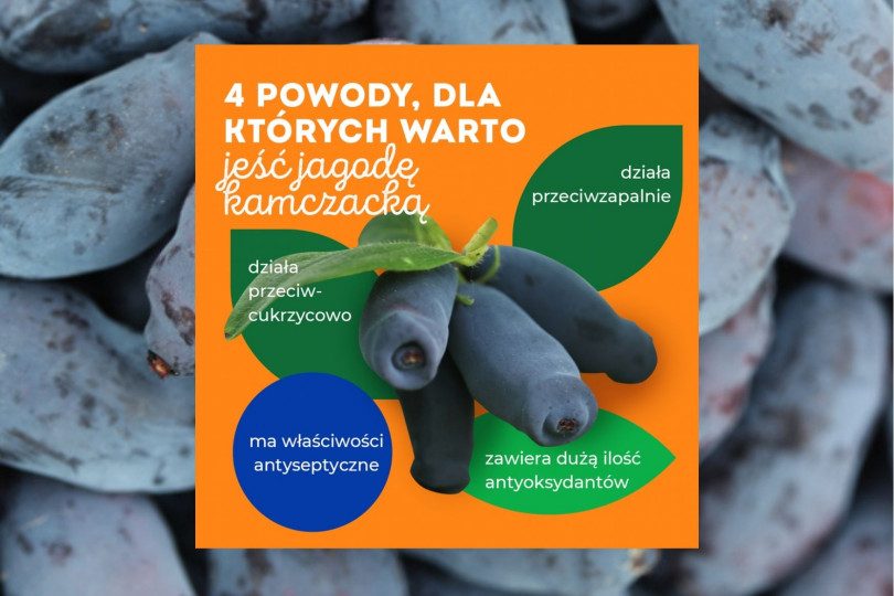 dlaczego warto jeść jagodę kamczacką