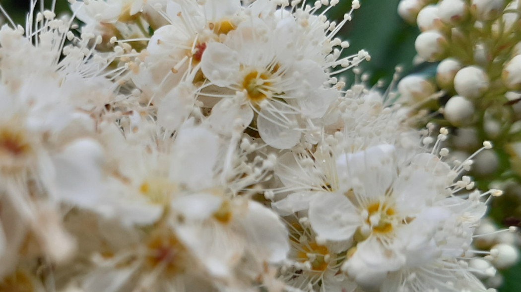 Tawlina jarzębolistna Sorbaria sorbifolia, fot. Małgorzata Wójcik