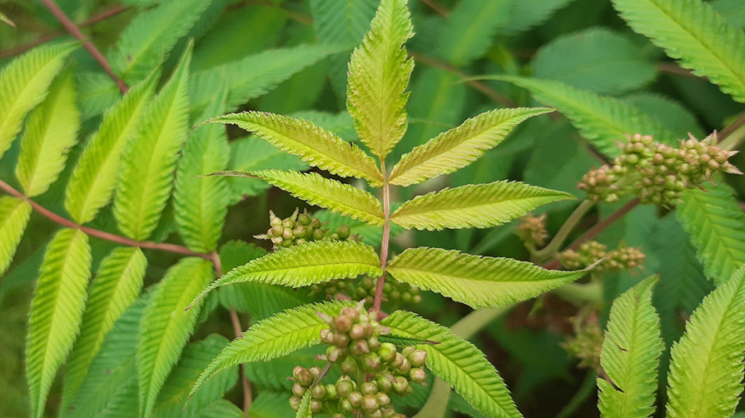 Tawlina jarzębolistna Sorbaria sorbifolia, fot. Małgorzata Wójcik