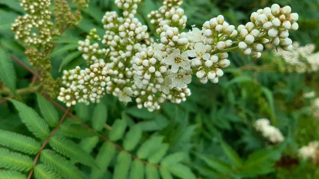 Tawlina jarzębolistna Sorbaria sorbifolia, fot. Małgorzata Wójcik