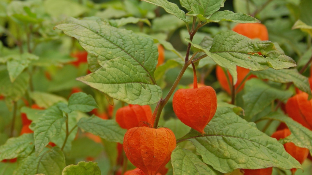 Miechunka rozdęta Physalis alkekengi, fot. Tubifex (CC BY-SA 3.0) - Wikimedia