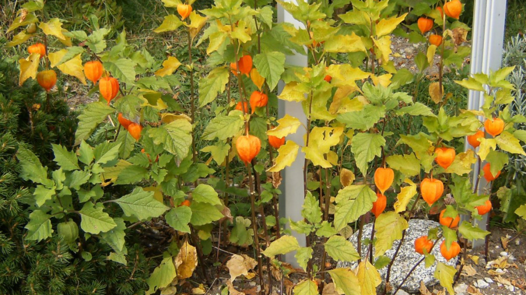 Miechunka rozdęta Physalis alkekengi, fot. Chris.urs-o (CC BY-SA 3.0) - Wikimedia