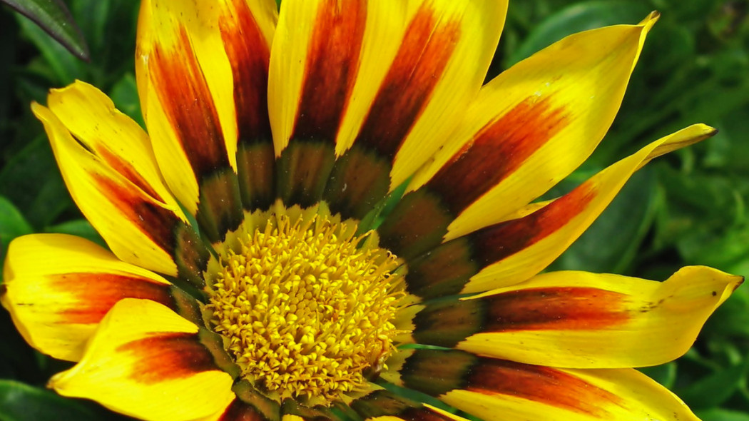 Gazania, fot. MrGajowy3 - Pixabay