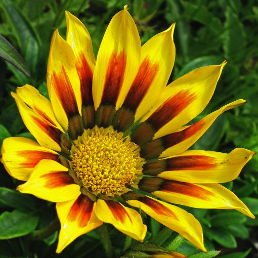 Gazania 