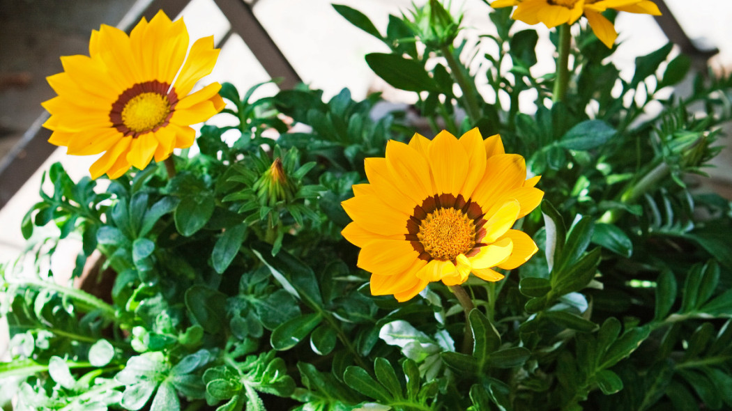 Gazania hybryd, fot. floradania.dk