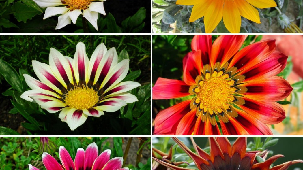 Gazania kolorowe odmiany, fot. kolaż Pixabay