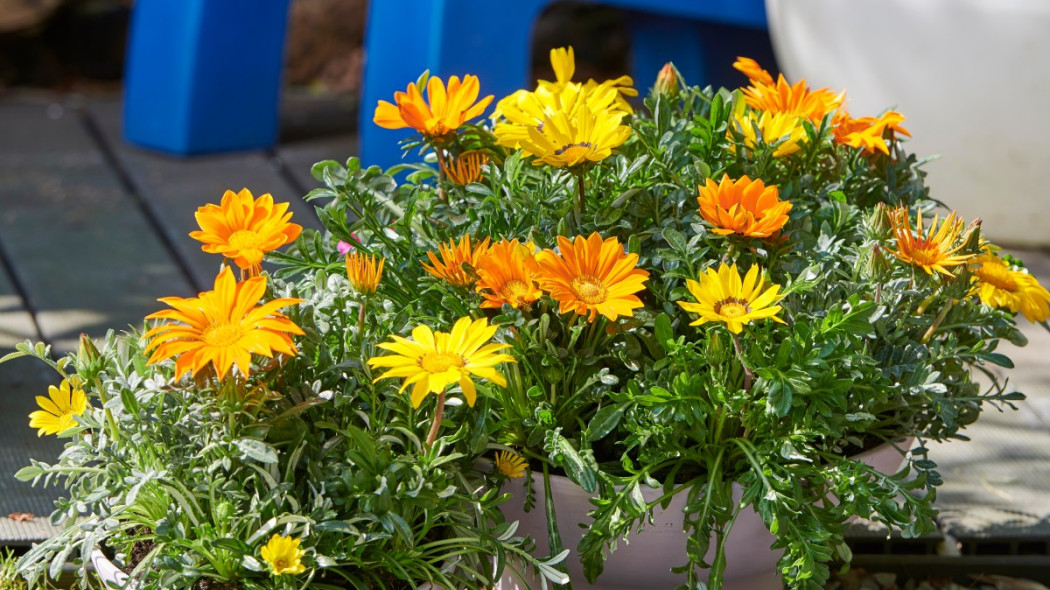 Gazania w donicach, fot. thejoyofplants