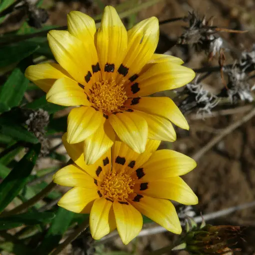 Gazania 