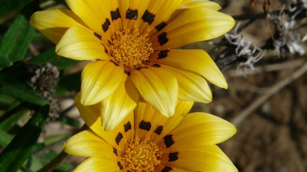 Gazania lśniąca rigens, fot. Hans Braxmeier - Pixabay