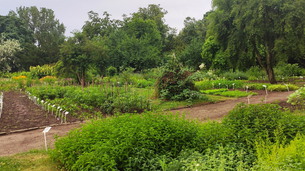 Ogród botaniczny UMCS