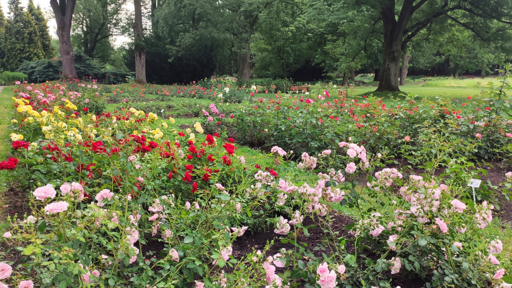 Ogród botaniczny UMCS