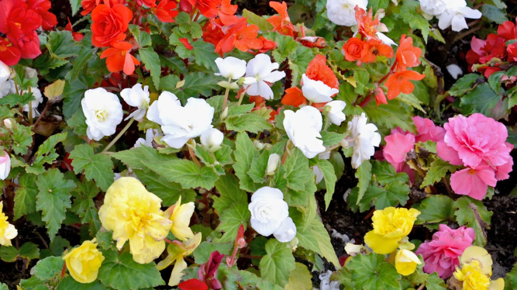 Begonia bulwiasta Begonia x tuberhybrida, fot. vodolej - Depositphotos