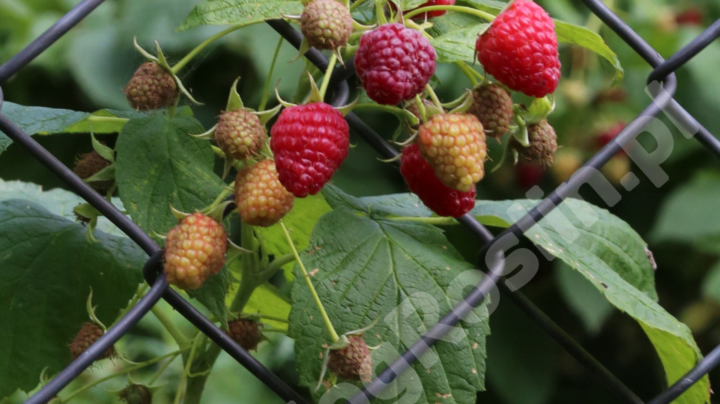 Malina właściwa Rubus ideaus Beskid Fot. Grzegorz Falkowski ZSzP