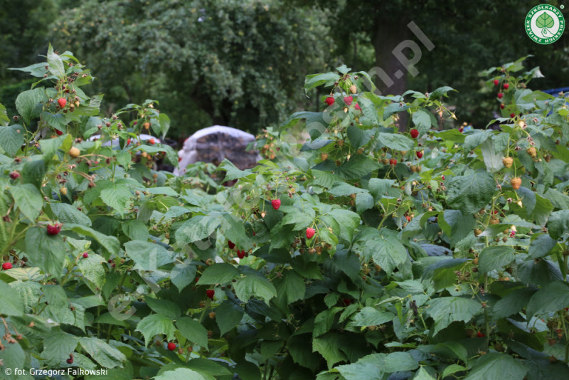 Malina właściwa Rubus ideaus Beskid Fot. G. Falkowski ZSzP