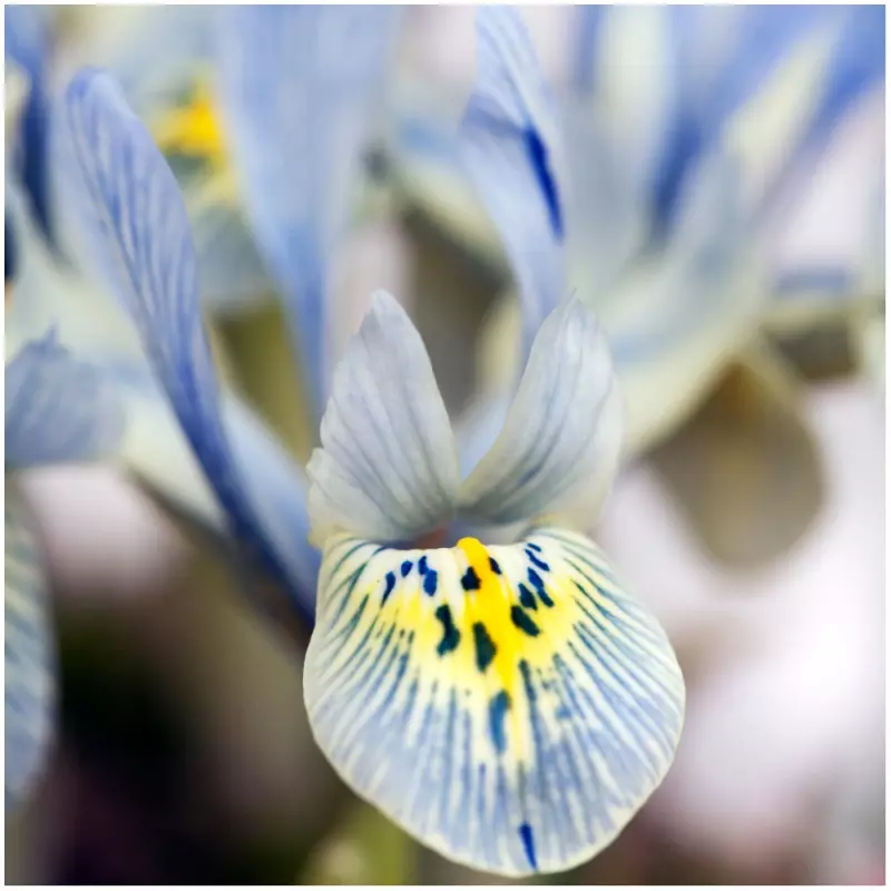 Najpiękniejsze odmiany irysów do ogrodu kosaciec żylkowany Iris reticulata Katharine Hodgkin fot. iBulb