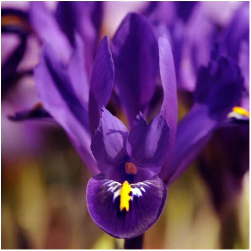 Najpiękniejsze odmiany irysów do ogrodu kosaciec żylkowany Iris reticulata Pixie  fot. iBulb